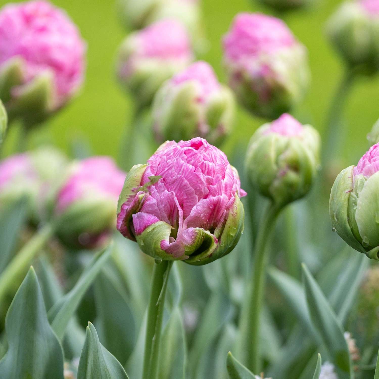 Tulpe 'Strawberry Cream' - Tulipaner